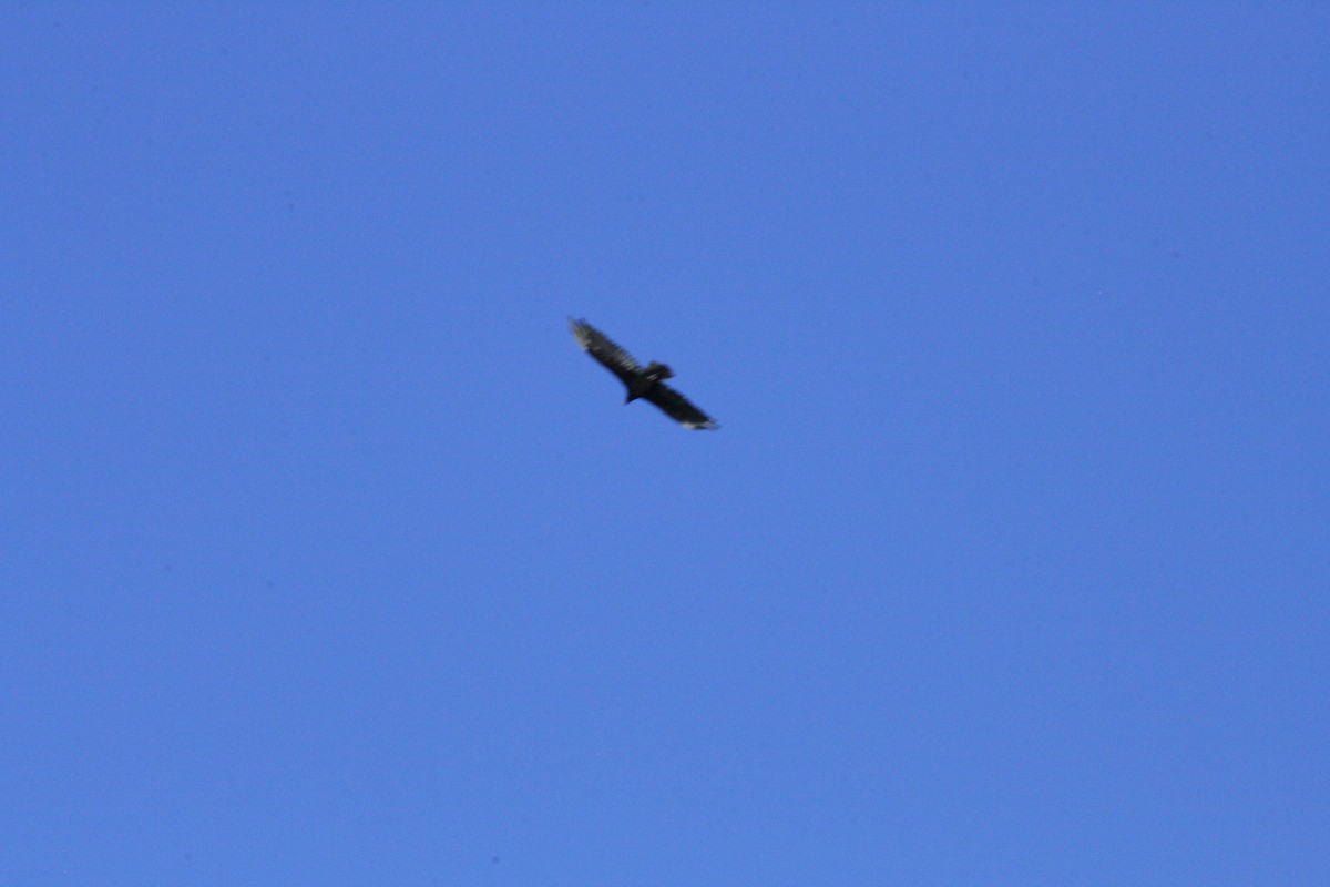 Turkey Vulture - ML638385906