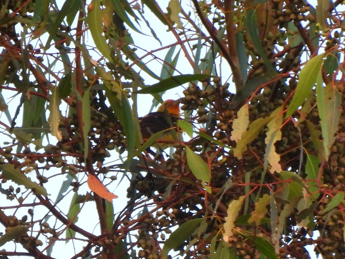 Western Tanager - ML638385925