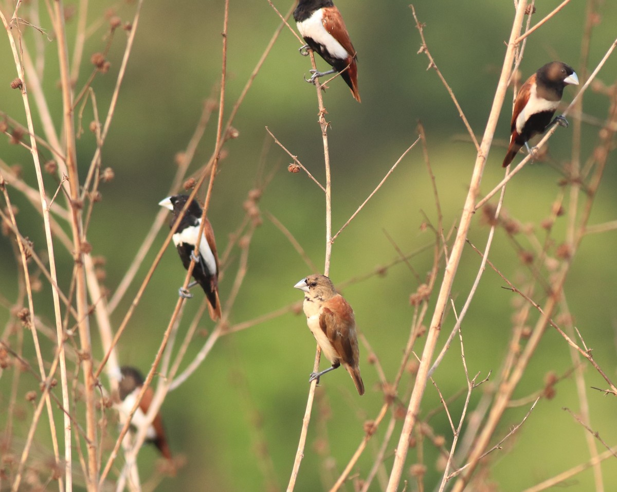 Tricolored Munia - ML638385927