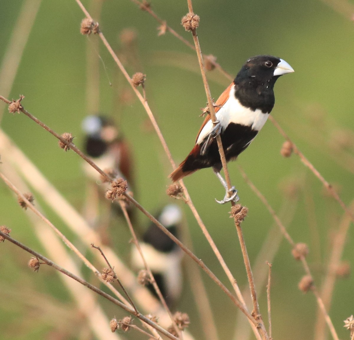 Tricolored Munia - ML638385932