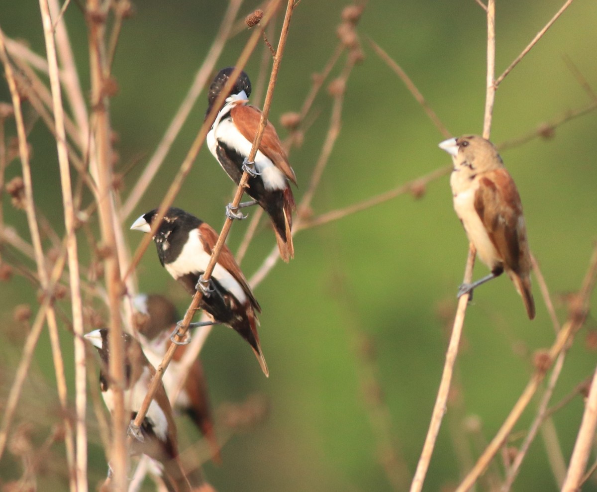 Tricolored Munia - ML638385933