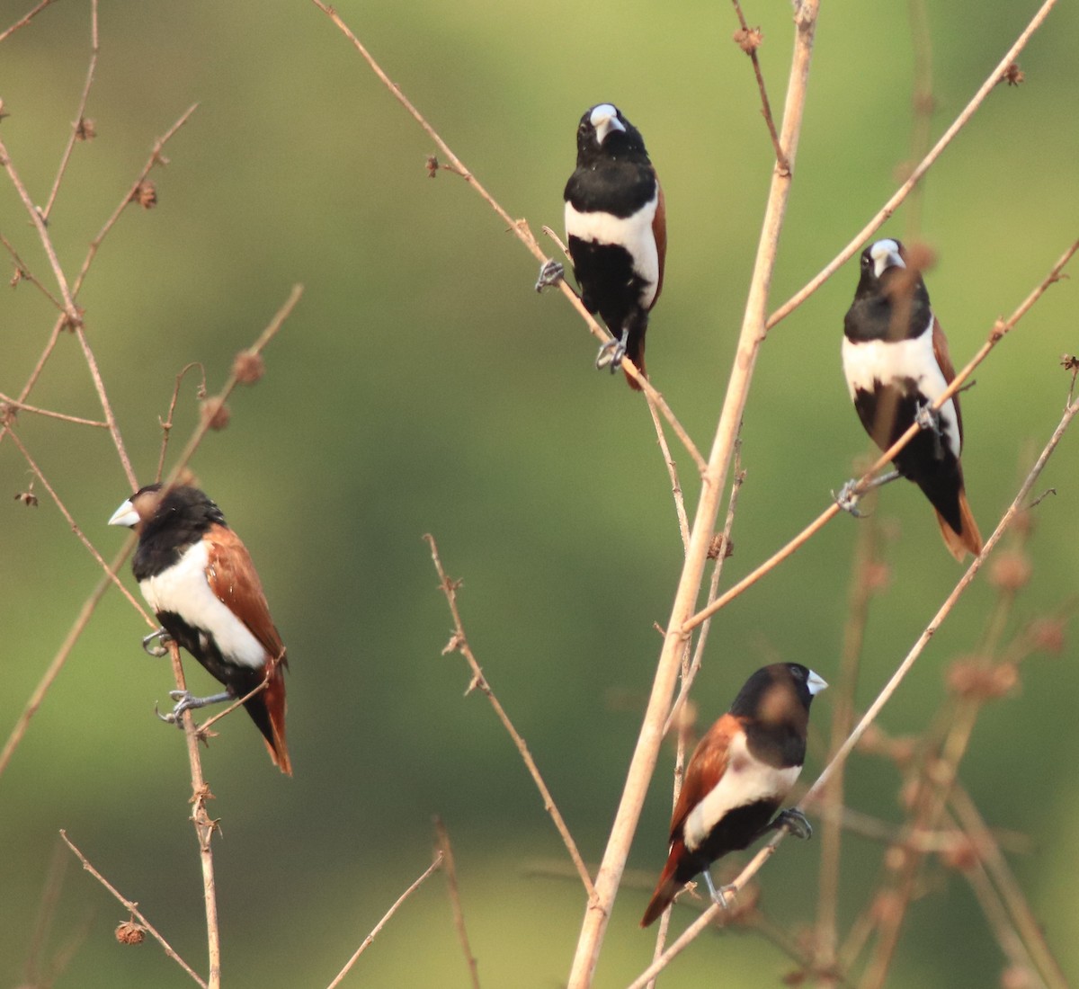 Tricolored Munia - ML638385934