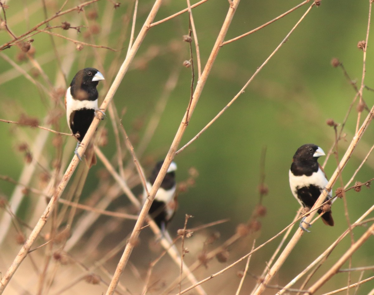 Tricolored Munia - ML638385936