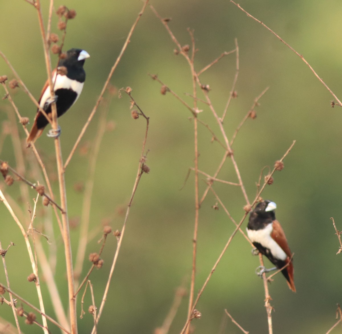 Tricolored Munia - ML638385937
