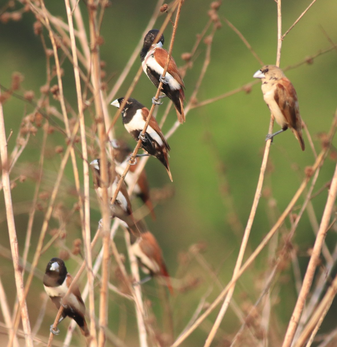 Tricolored Munia - ML638385941