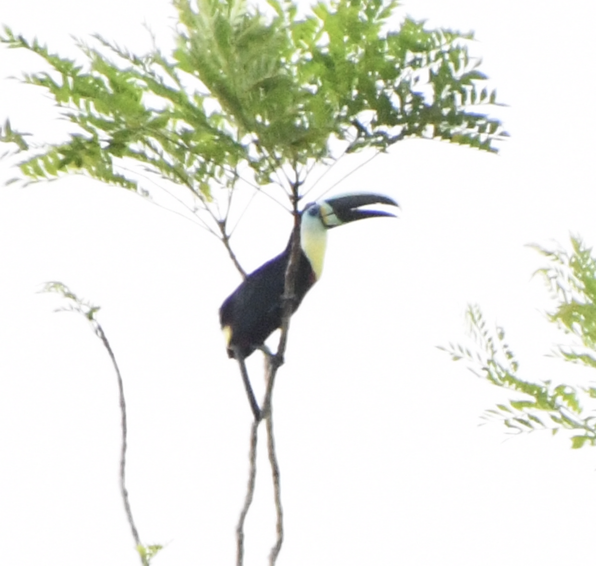 tukan volavý (ssp. citreolaemus) - ML638385953