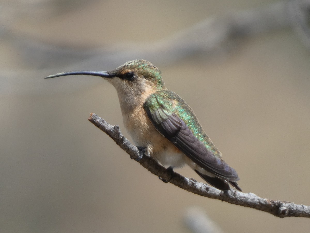 Lucifer Hummingbird - ML638385960