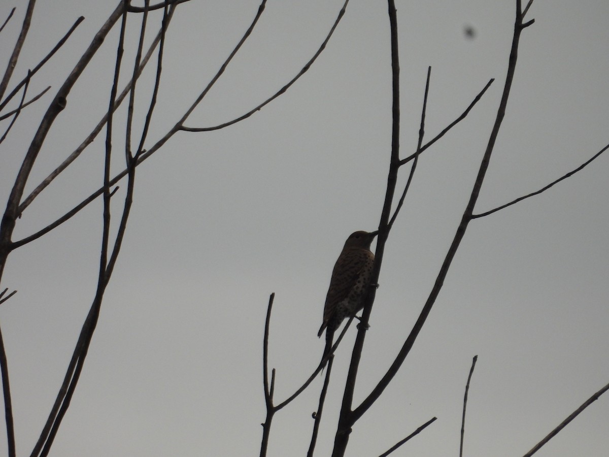 Northern Flicker - ML638385964
