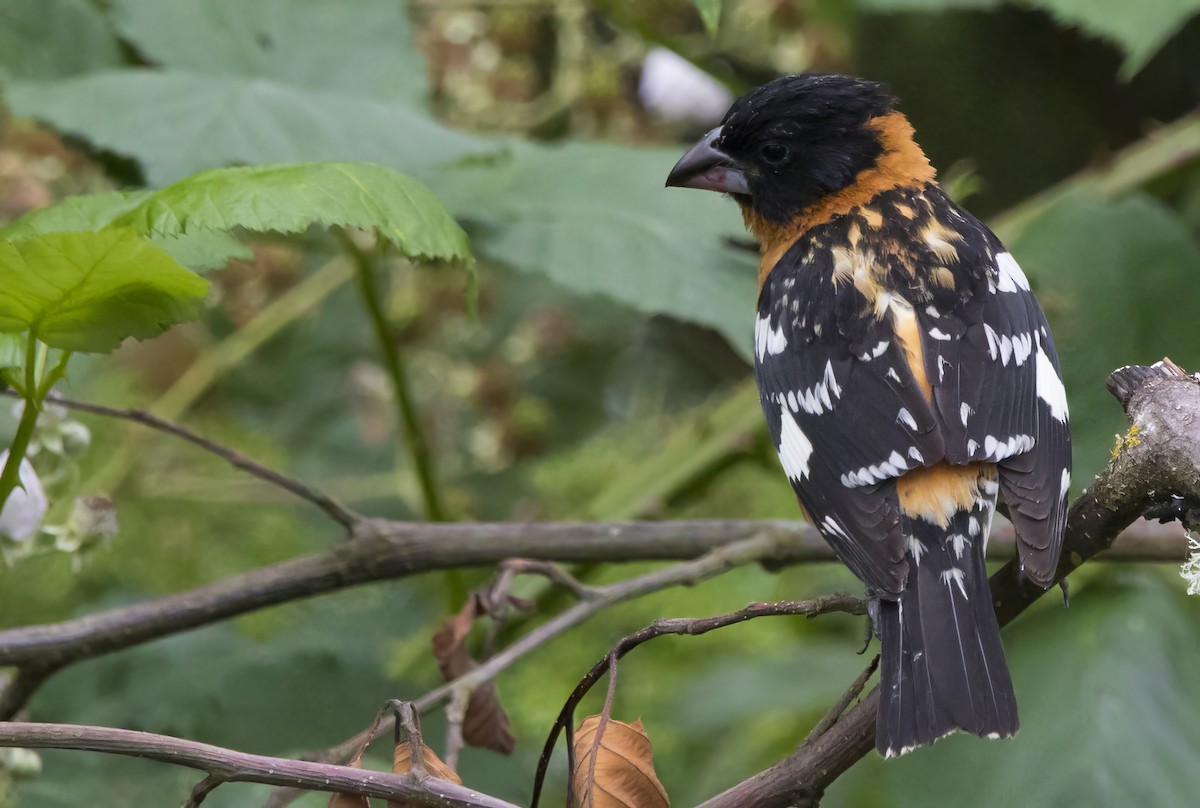 Black-headed Grosbeak - ML638385994