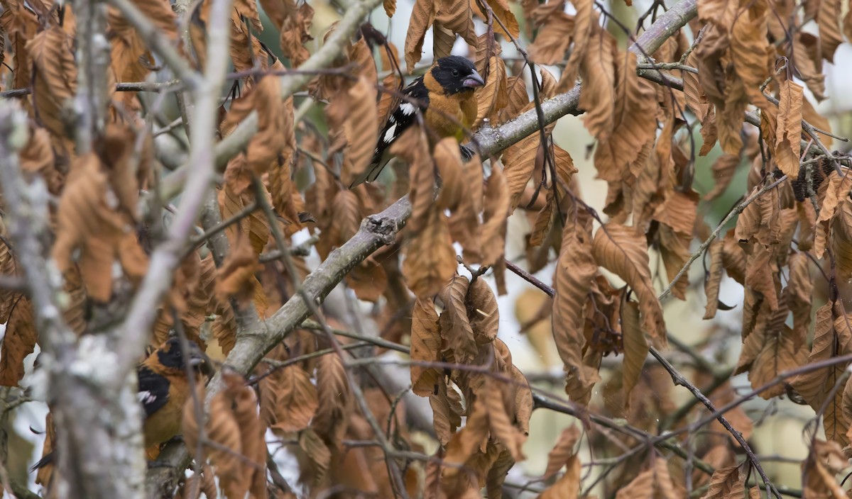 Black-headed Grosbeak - ML638385995