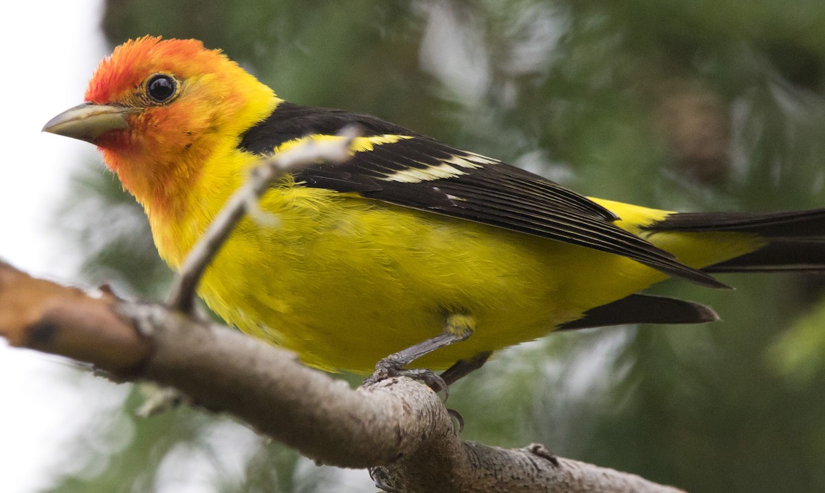 Western Tanager - ML638386002