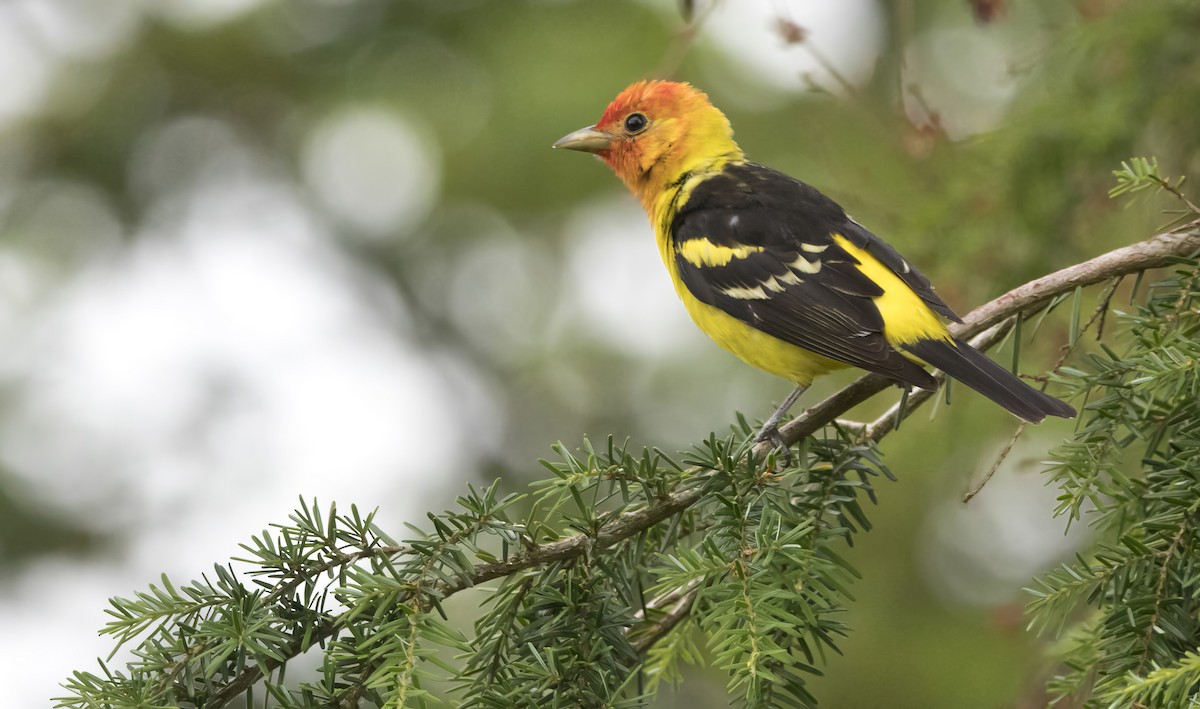 Western Tanager - ML638386005