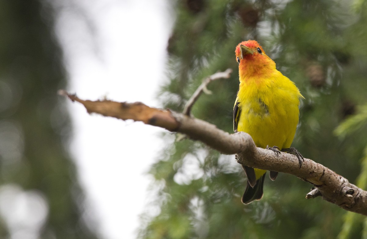 Western Tanager - ML638386007