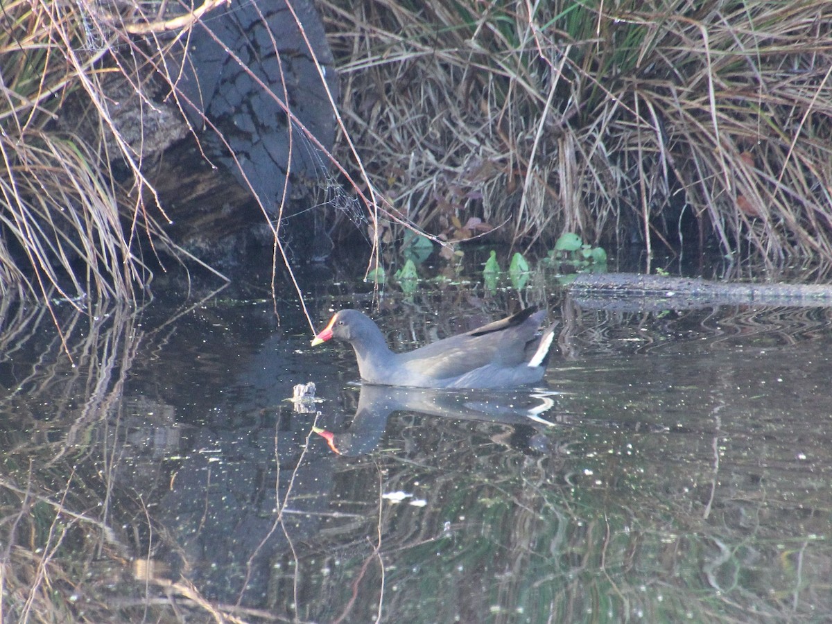 Dusky Moorhen - ML638386008
