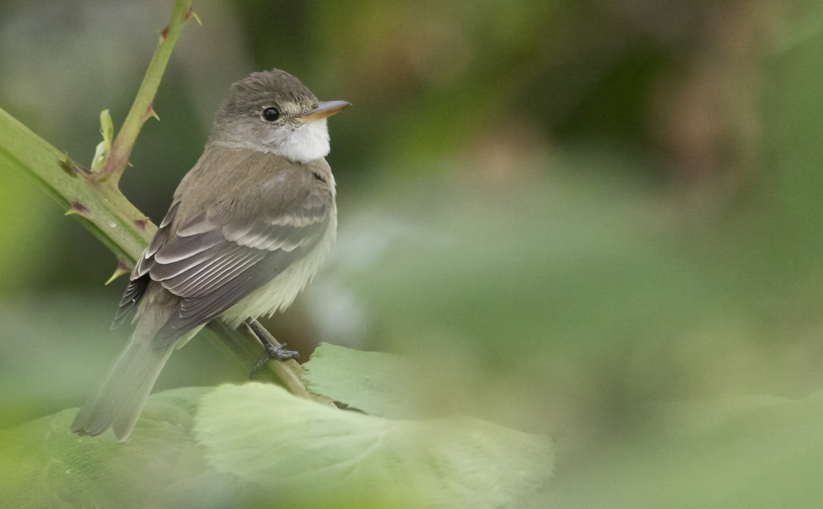 Willow Flycatcher - ML638386010