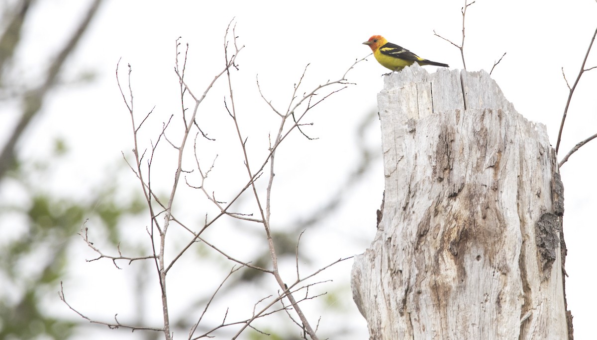 Western Tanager - ML638386012
