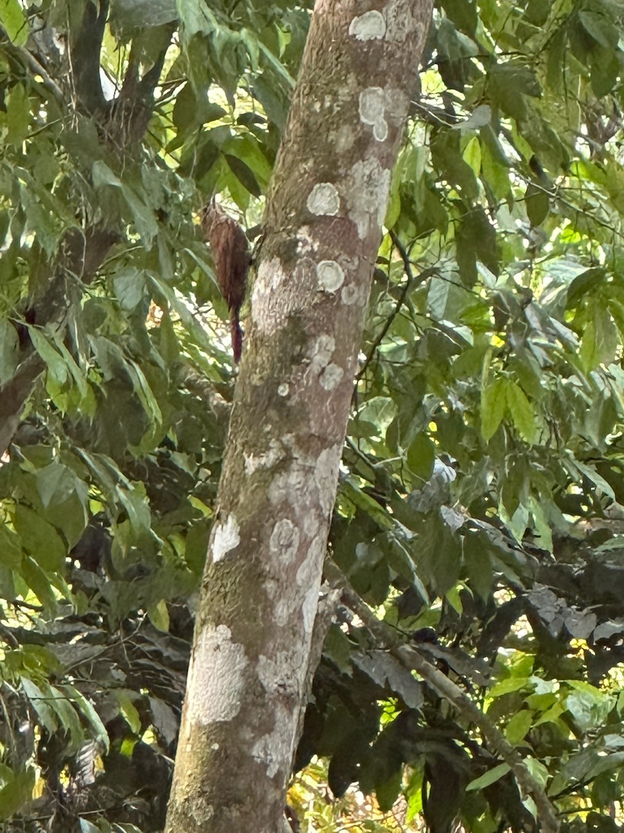 Grimpar cacao - ML638386018