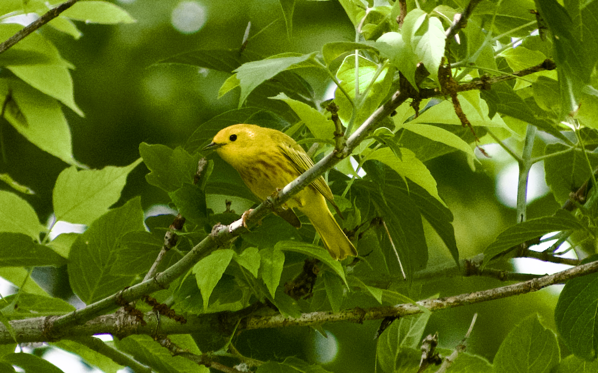 Paruline jaune - ML638386023