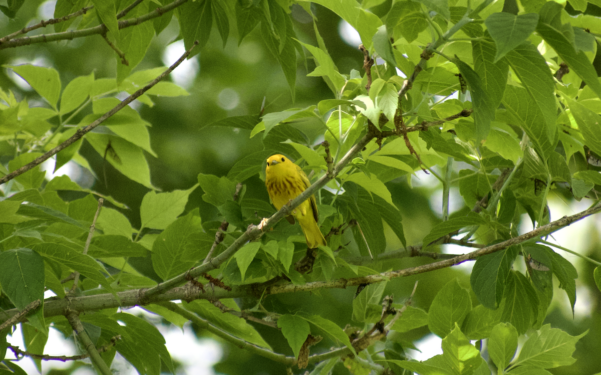 Paruline jaune - ML638386024
