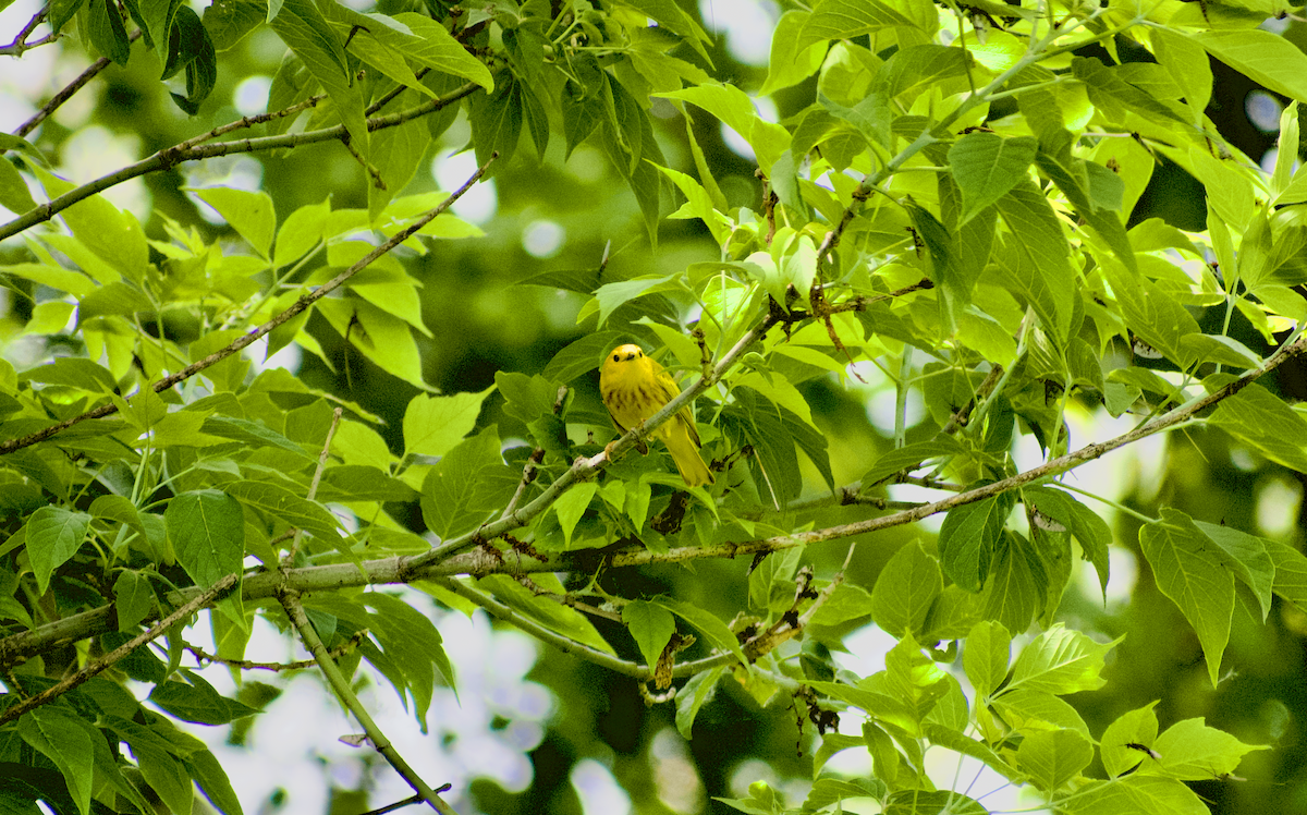 Paruline jaune - ML638386025