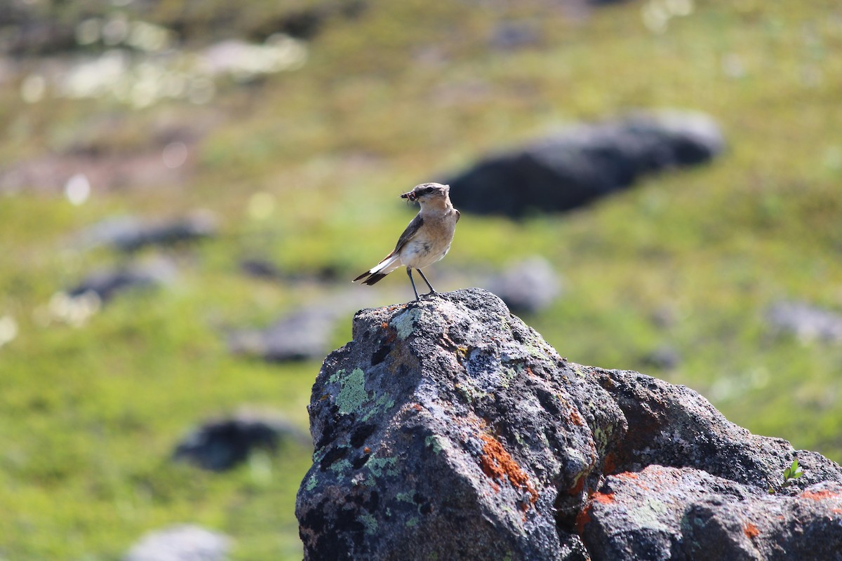 Northern Wheatear - ML638386027