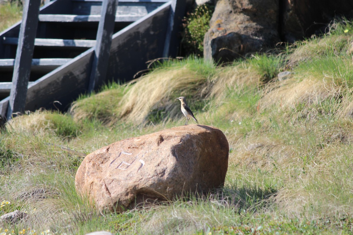 Northern Wheatear - ML638386029
