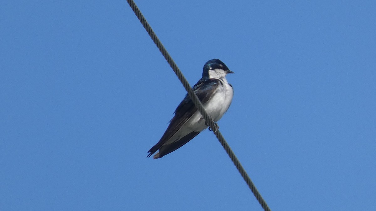 Tree Swallow - ML638386032