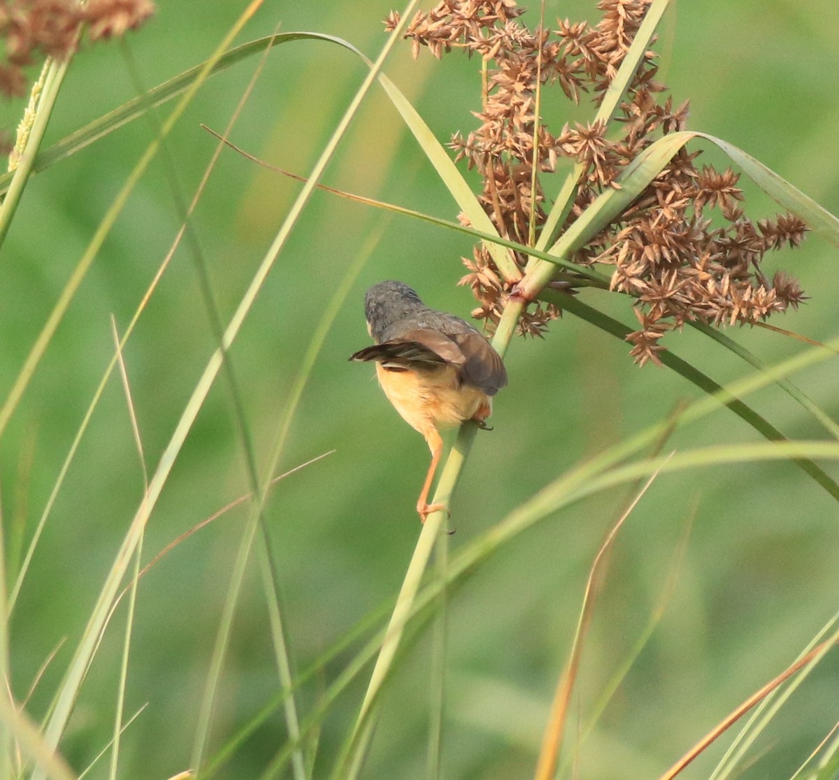 Prinia cendrée - ML638386036