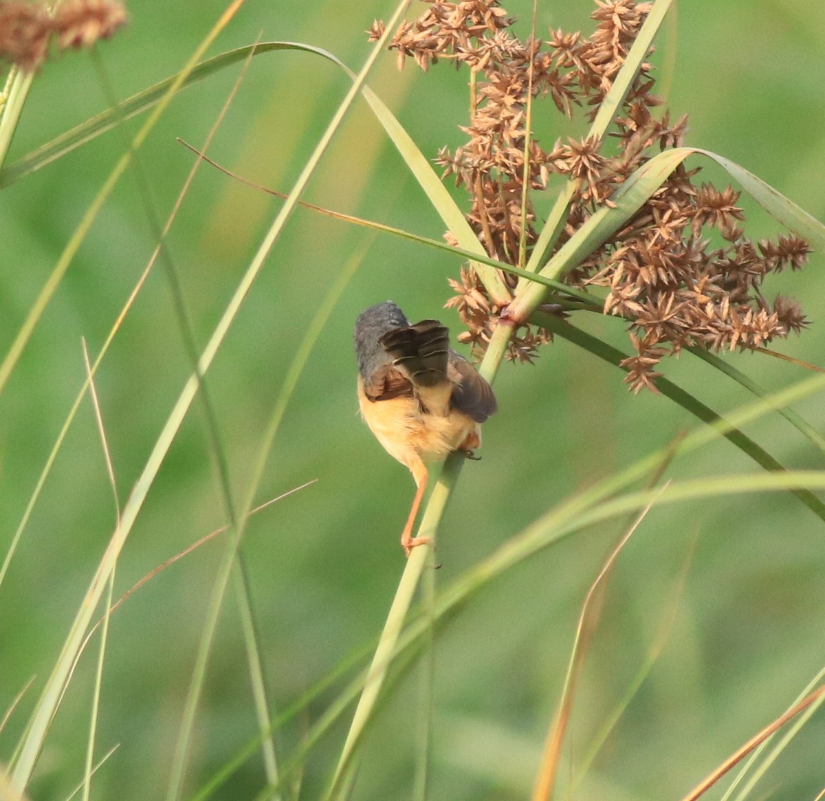 Prinia cendrée - ML638386037