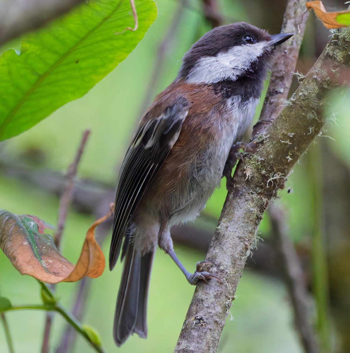 Mésange à dos marron - ML638386044