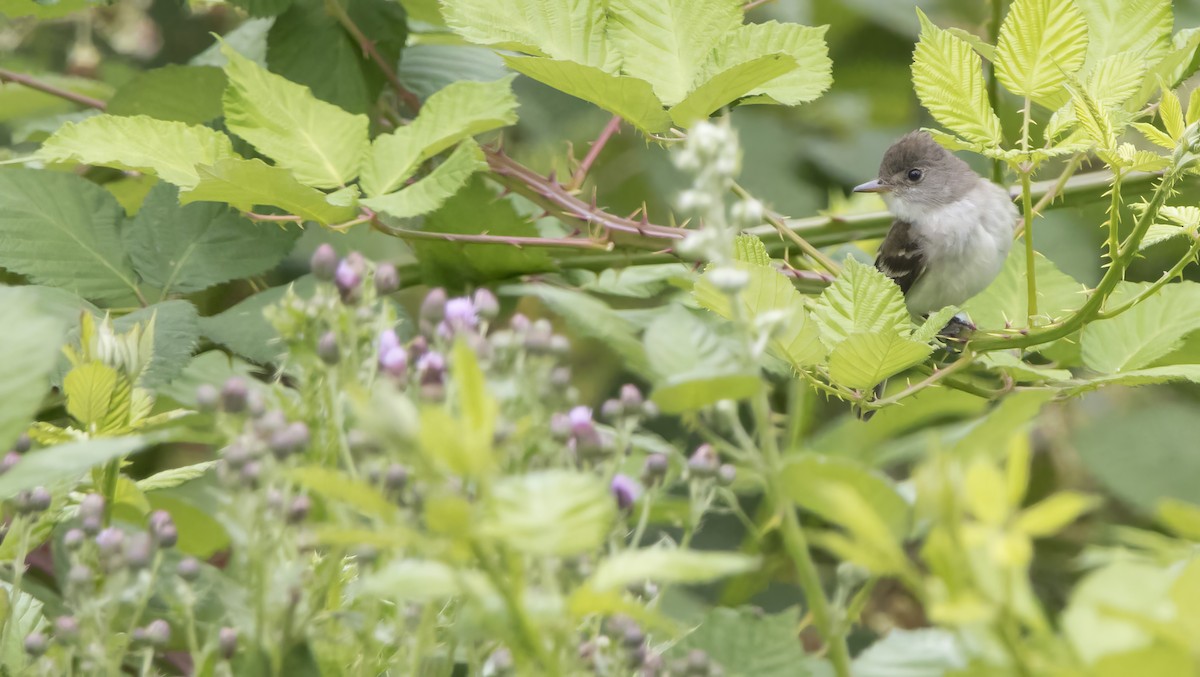 Willow Flycatcher - ML638386047