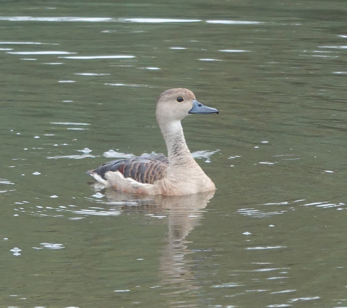 Lesser Whistling-Duck - ML638386048