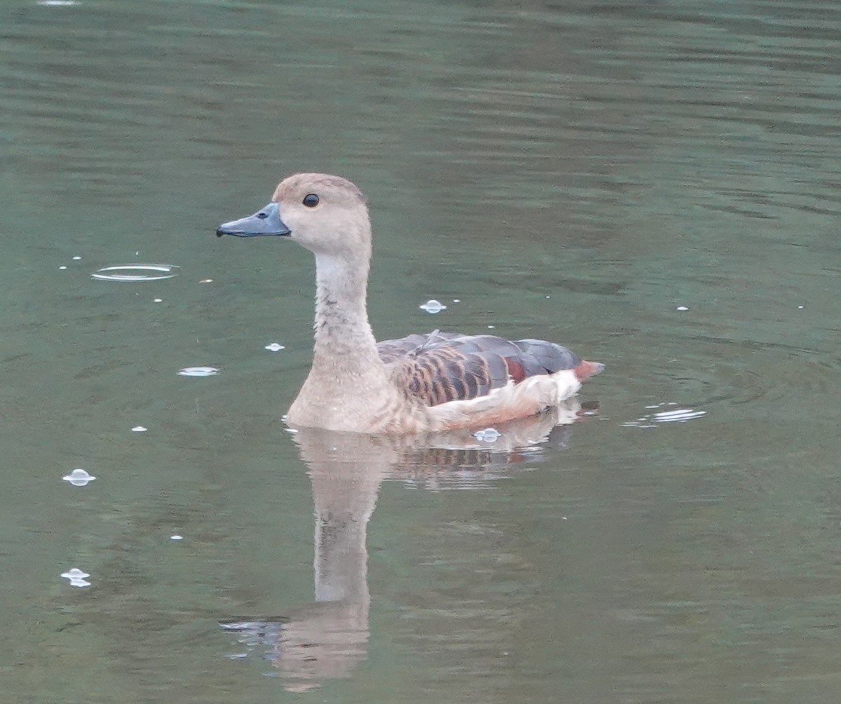 Lesser Whistling-Duck - ML638386049