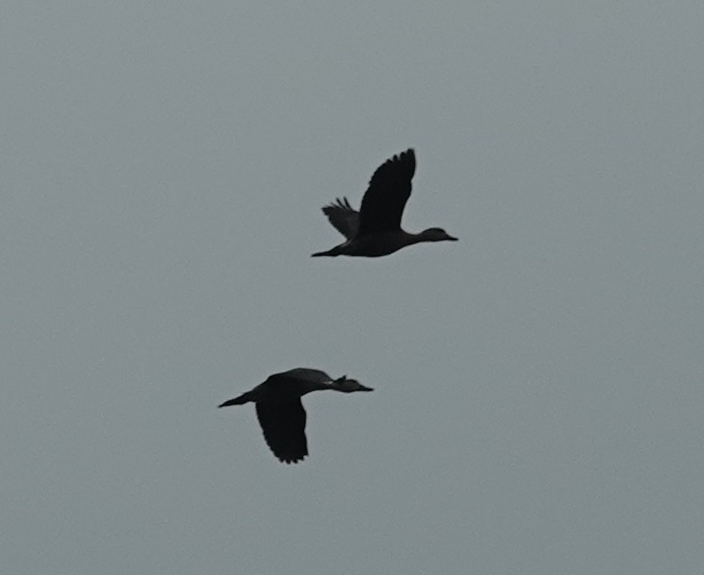 Lesser Whistling-Duck - ML638386050