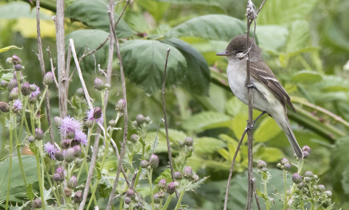 Willow Flycatcher - ML638386051