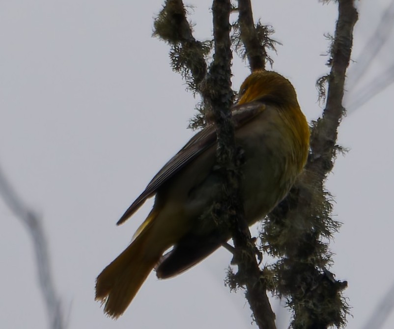 Bullock's Oriole - ML638386052