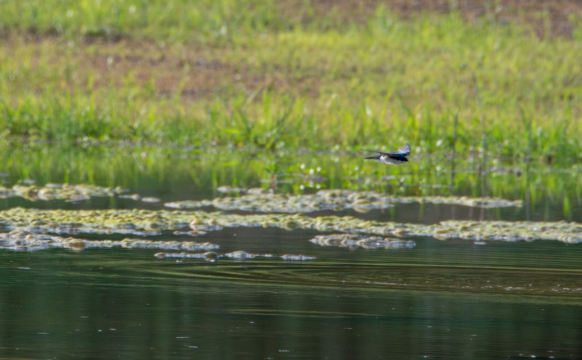 Tree Swallow - ML638386058