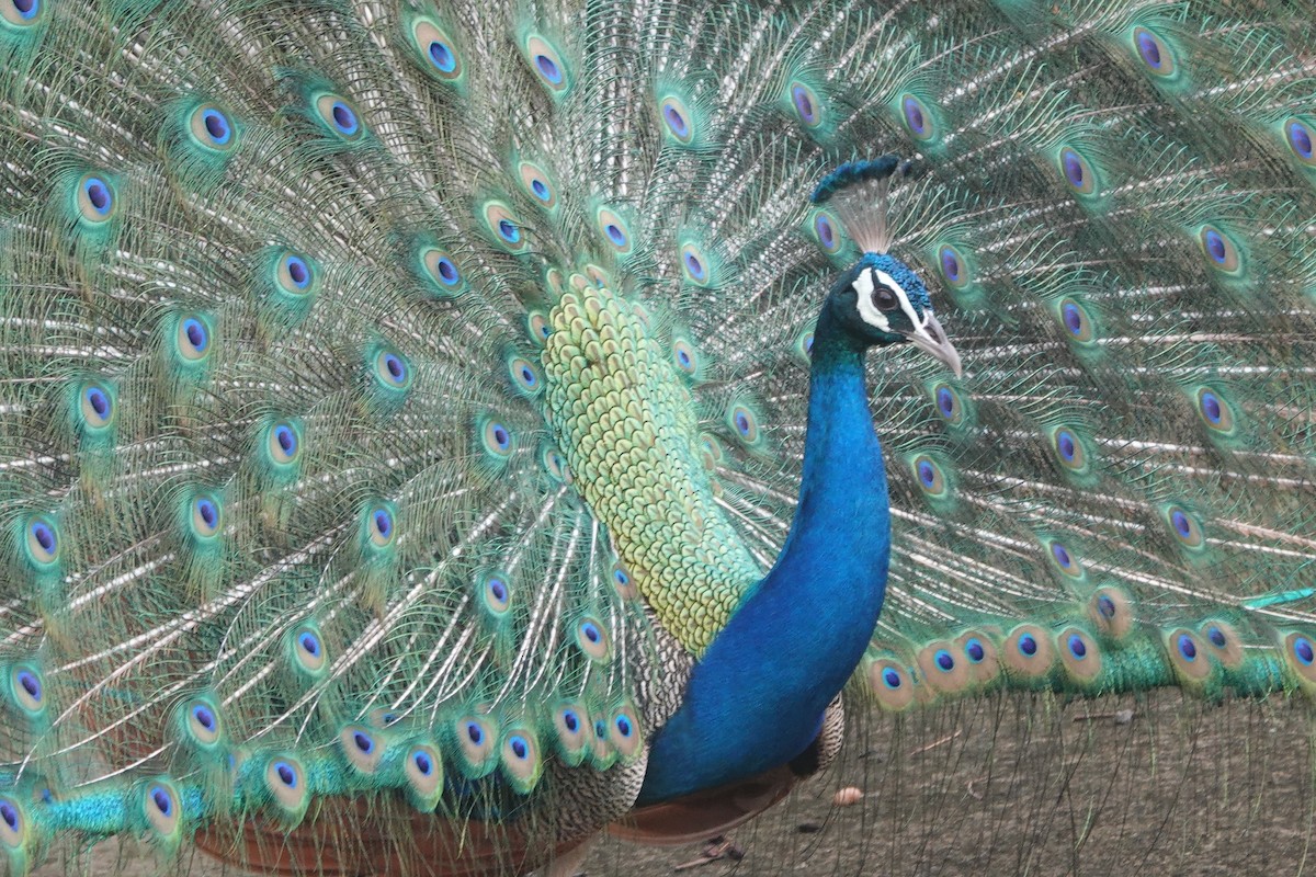 Pfau - ML638386066