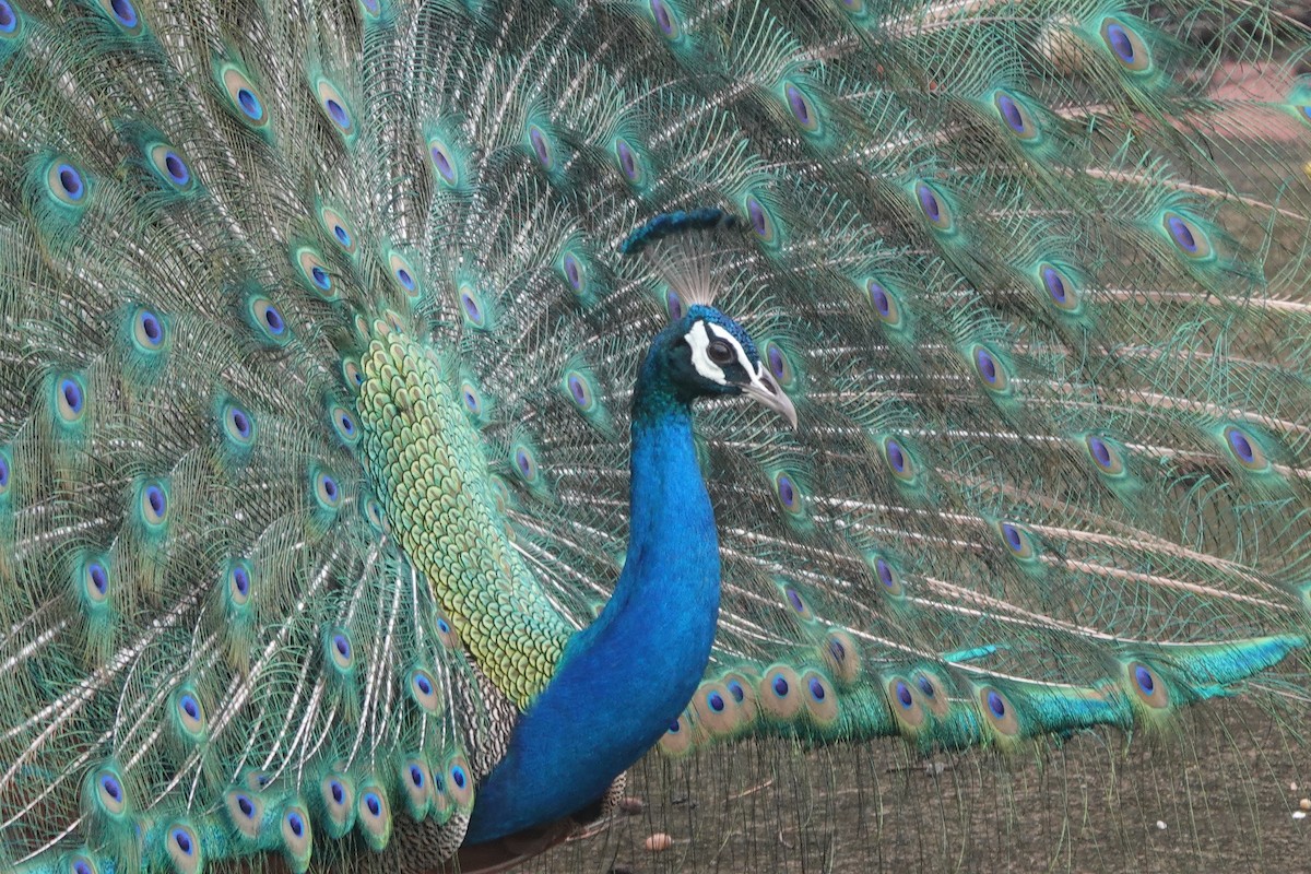 Pfau - ML638386067