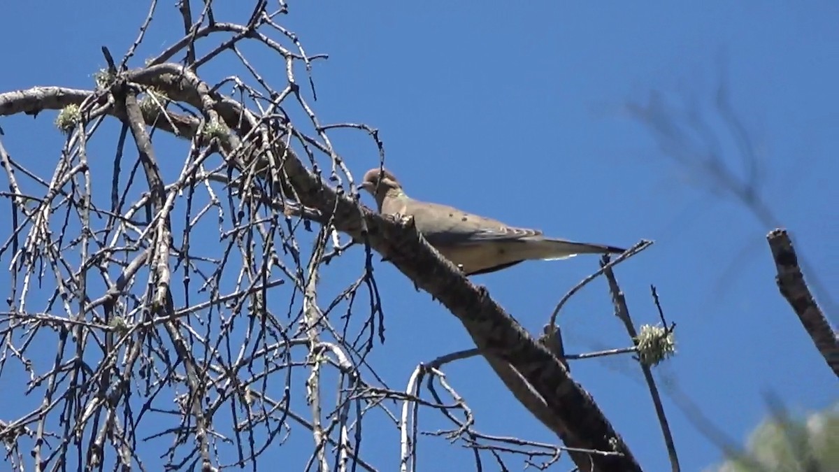 Carolinataube - ML638386071