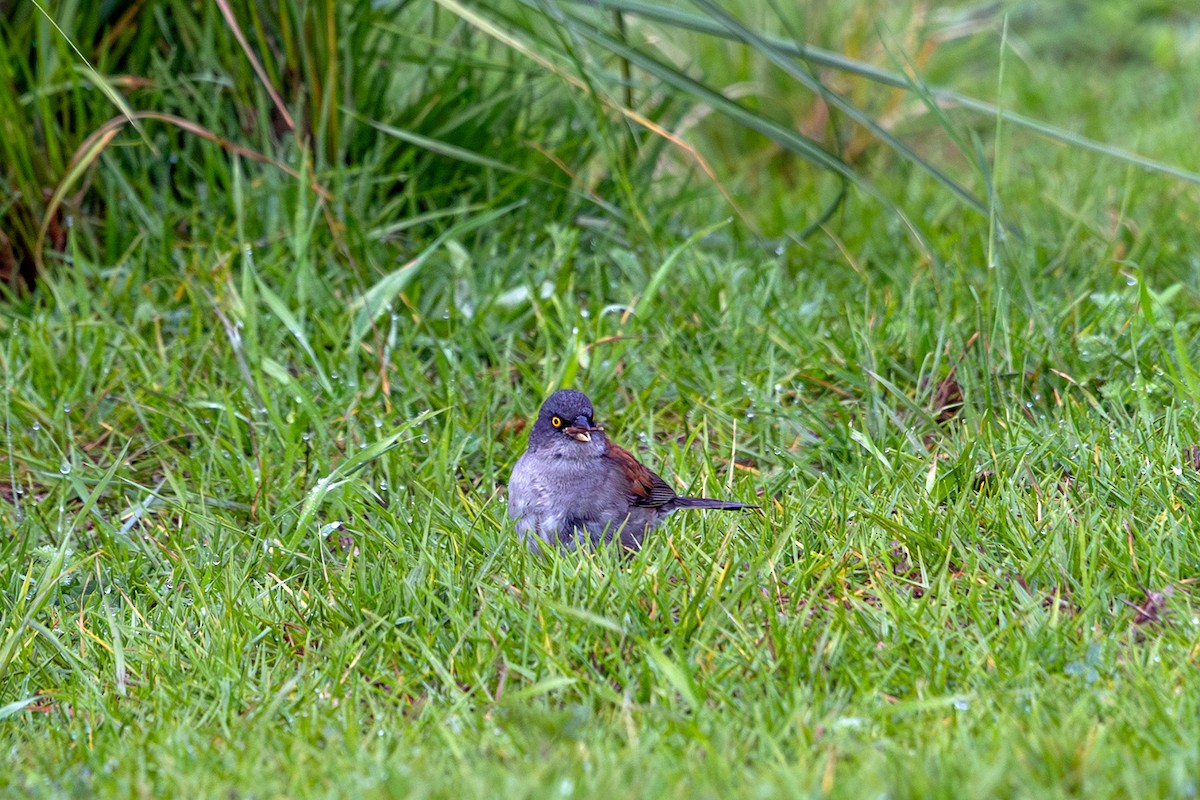 Rotrückenammer (phaeonotus/palliatus) - ML638386072