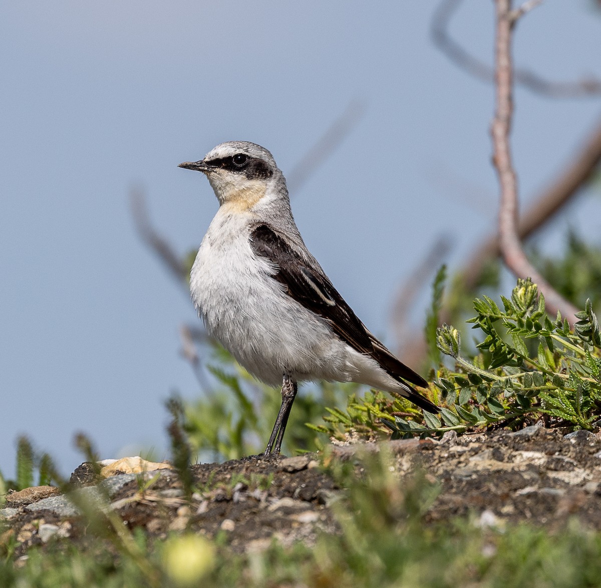Steinschmätzer - ML638386083