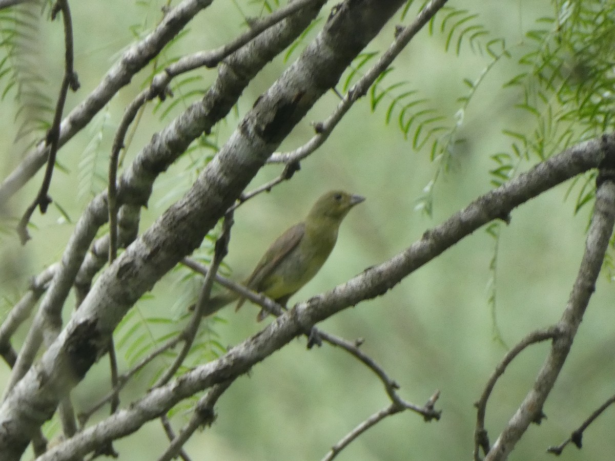 Painted Bunting - ML638386087