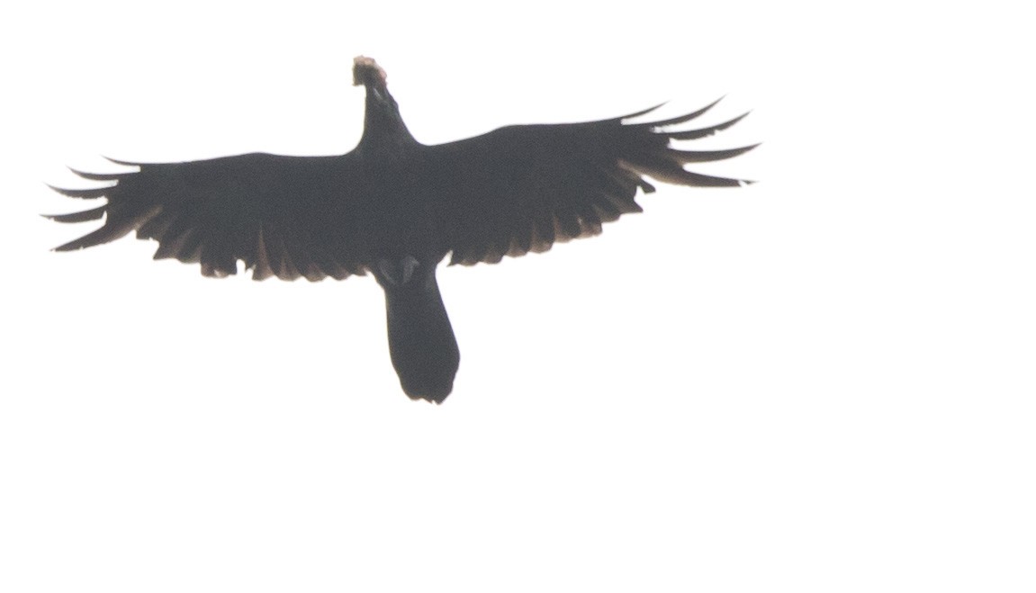 Common Raven - ML638386095