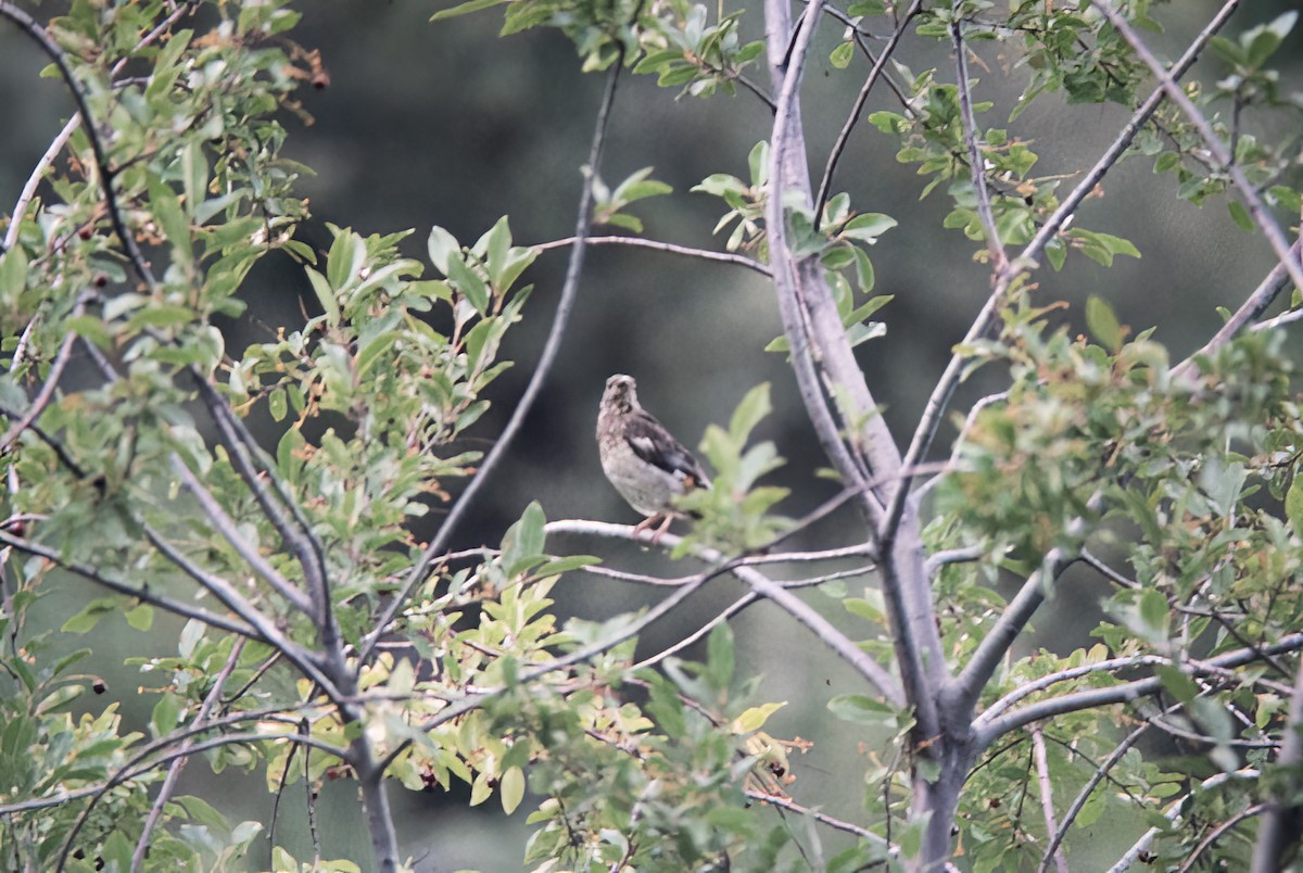Aztec Thrush - ML638386098