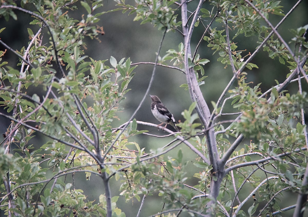Aztec Thrush - ML638386099