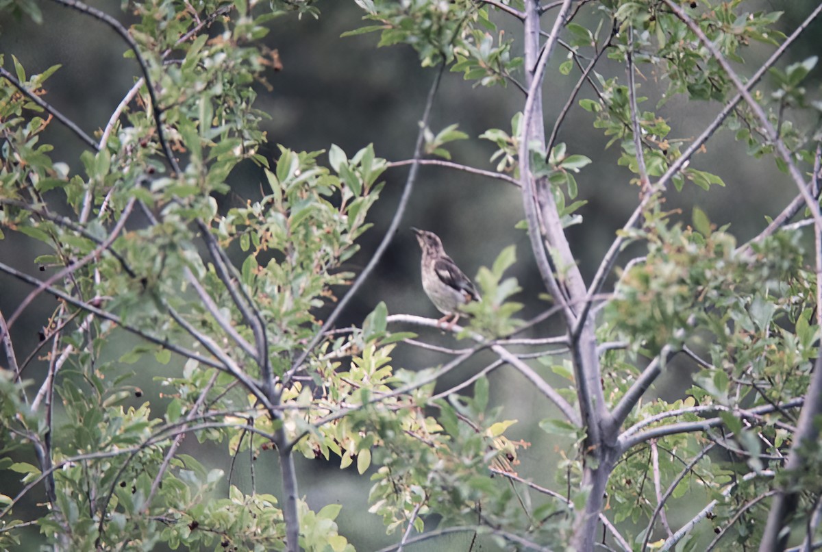 Aztec Thrush - ML638386100