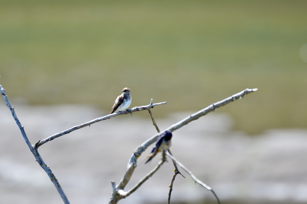 Northern Rough-winged Swallow - ML638386122