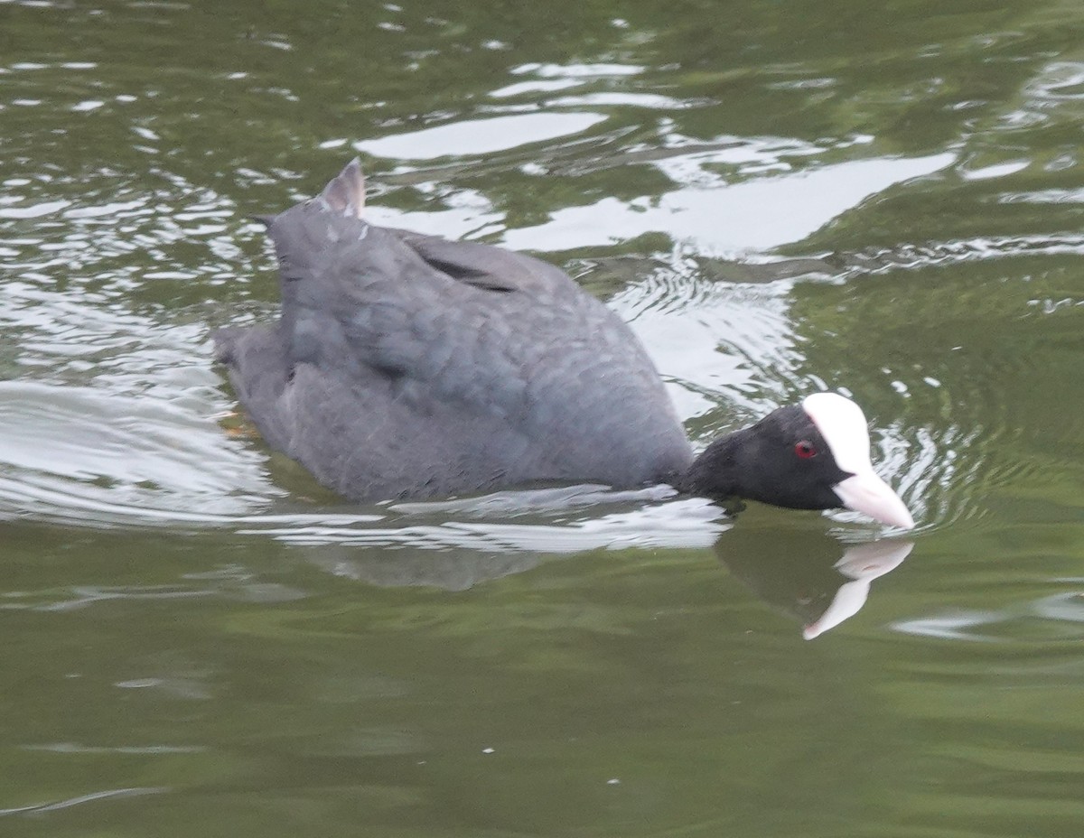 Eurasian Coot - ML638386123