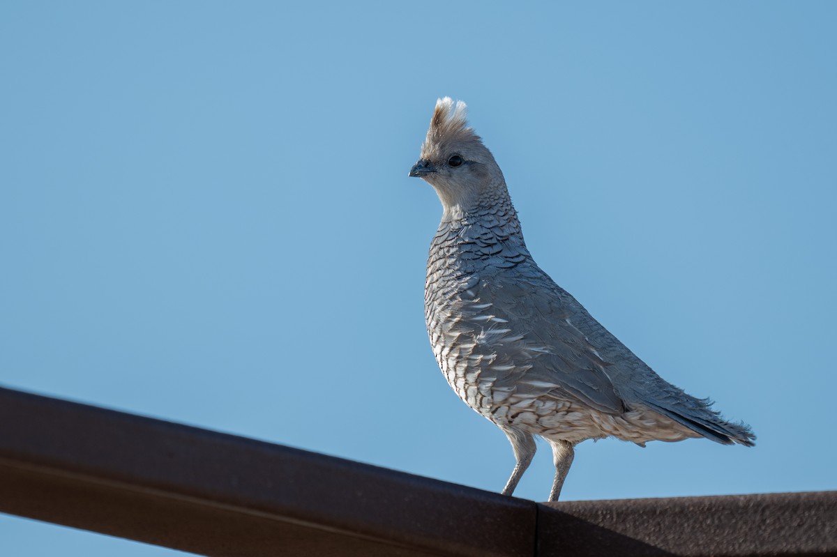 Scaled Quail - ML638386126